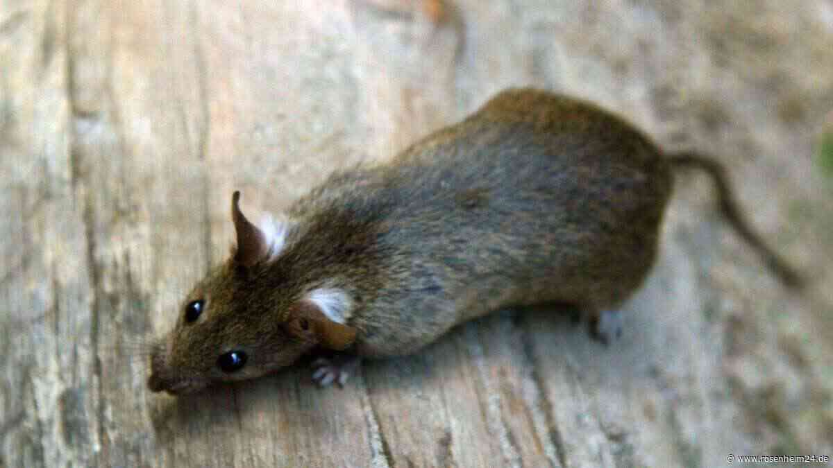 Hygiene-Alarm bei Norma in Bayern: Landratsamt greift nach Rattenfund durch