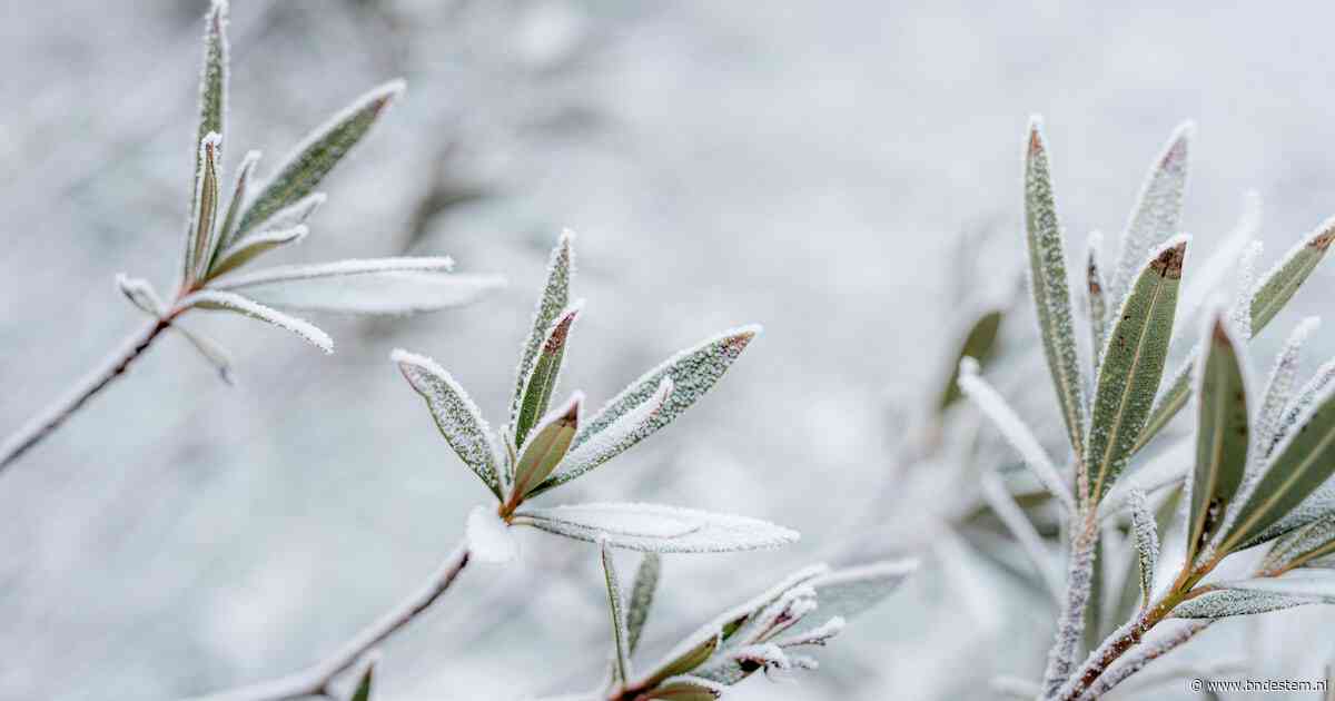Eerste grondvorst sinds de zomer gemeten: temperatuur daalde vannacht tot -0,4 graden