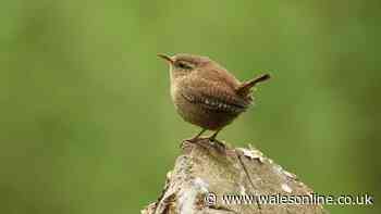 Wrens will visit your garden all autumn if one item is placed outside