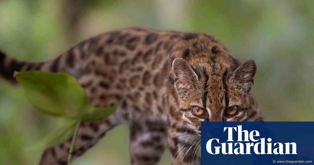 Week in wildlife: a tiny tiger-cat, backyard bears and a frilly pink sea cucumber