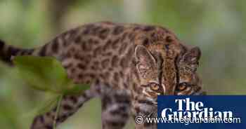 Week in wildlife: a tiny tiger-cat, backyard bears and a frilly pink sea cucumber