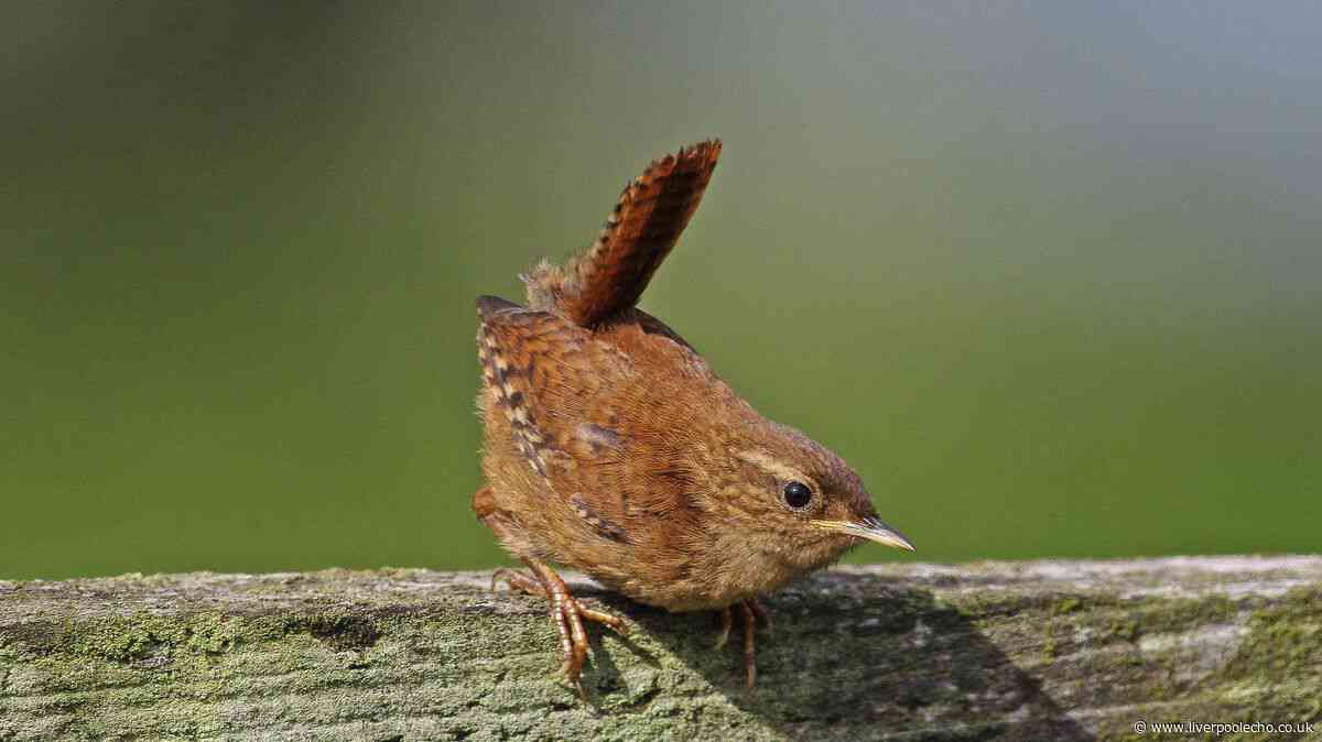Wrens will flock to your garden this autumn if one thing is placed outside