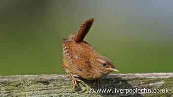 Wrens will flock to your garden this autumn if one thing is placed outside