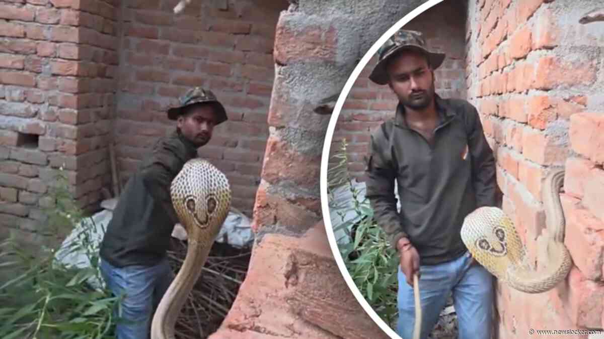 Levensgevaarlijk: man grijpt twee cobra’s met blote handen