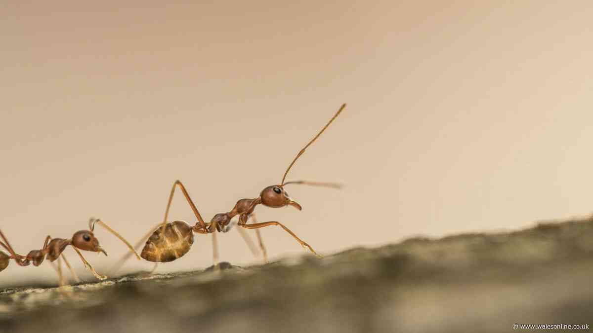 'Keep ants out' with 60-second autumn kitchen sink rule - it's free