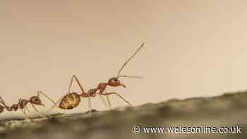'Keep ants out' with 60-second autumn kitchen sink rule - it's free