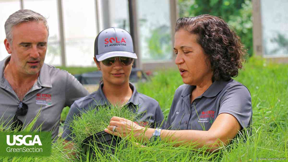 Breeding Better Grasses for Golf and Beyond With Dr. Susana Milla-Lewis