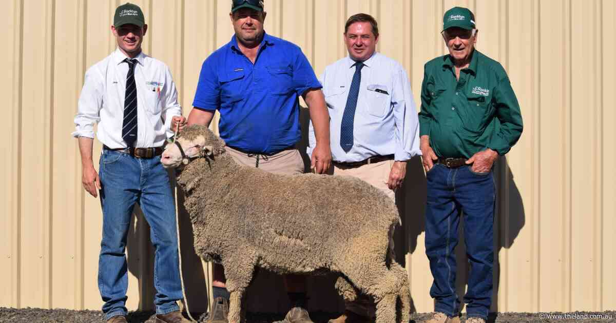 Rocklyn Merinos sale achieves higher price, higher average and lifts clearance