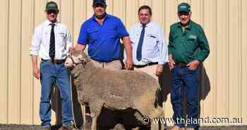 Rocklyn Merinos sale achieves higher price, higher average and lifts clearance