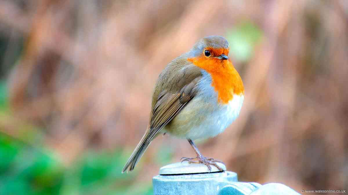 Welsh gardeners can attract robins and blackbirds to gardens with 1 simple care tip
