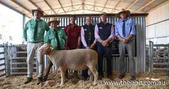 Strong lamb market underpins Armdale Park Poll Dorset ram sale