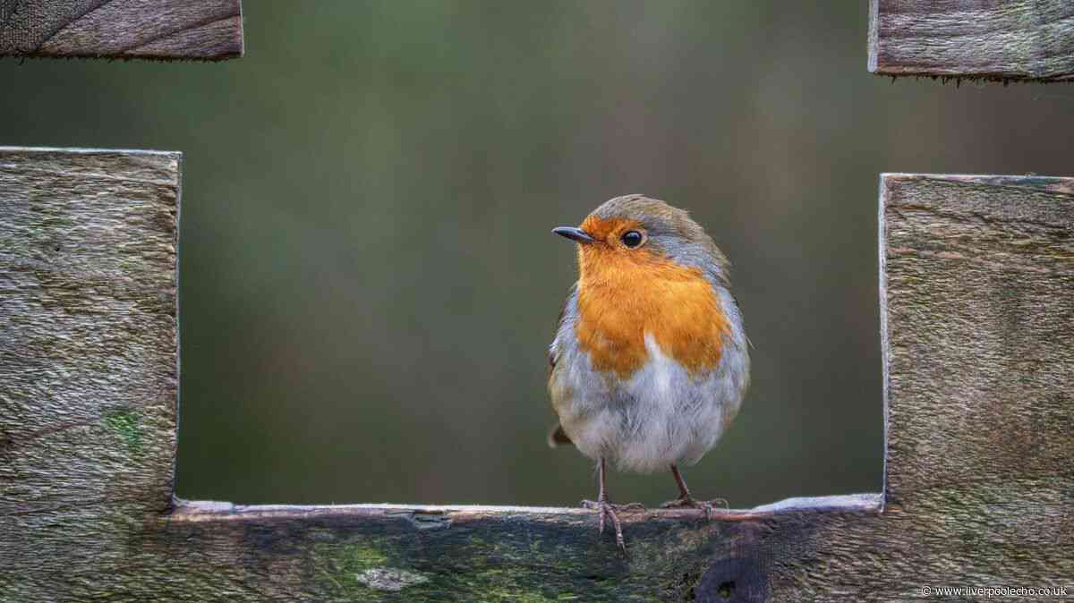 Robins and blackbirds will return to garden if 1 common item is left outside