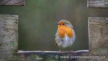 Robins and blackbirds will return to garden if 1 common item is left outside
