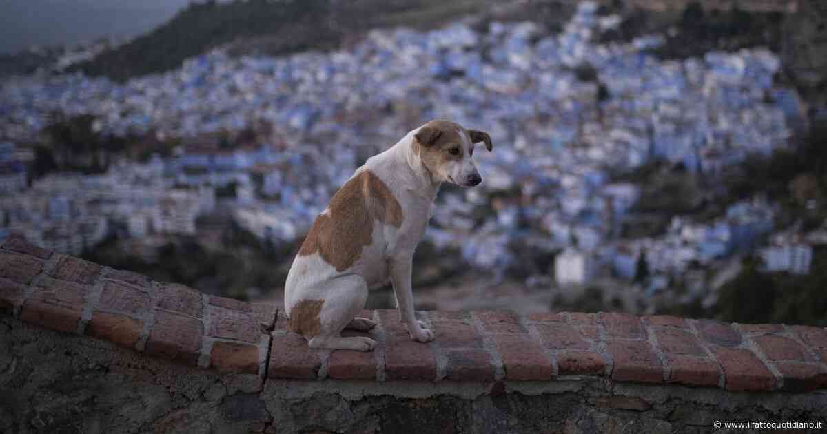 Aumentano i casi di maltrattamento di animali: occorre potenziare le leggi in loro tutela