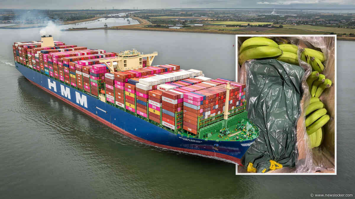 Recordvangst in haven Antwerpen: ruim tweeduizend kilo cocaïne tussen bananen uit Zuid-Amerika