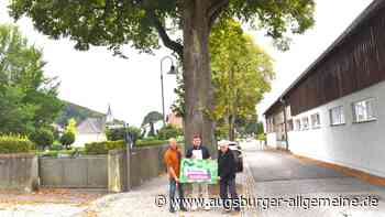 Naturschützer übergeben Unterschriftenliste für Erhalt der Linden am Friedhof