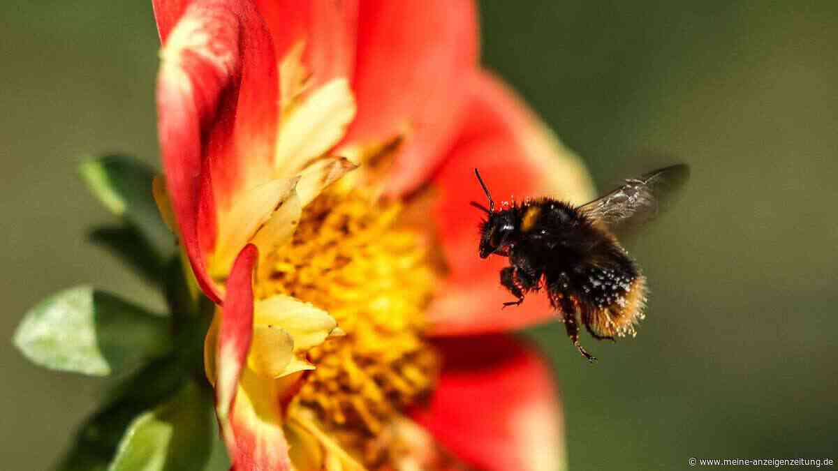 Studie: Extreme Hitze kann Entwicklung von Hummeln schädigen