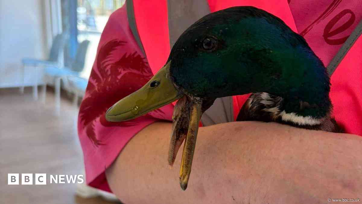 Wildlife catapult attacks go on despite crackdown