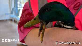 Wildlife catapult attacks go on despite crackdown