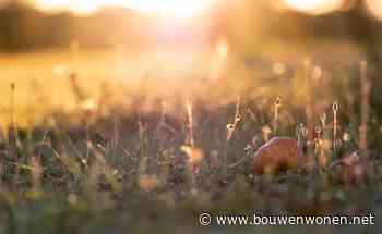 Tuintips voor de laatste week van september: Tijd om het gazon te verticuteren