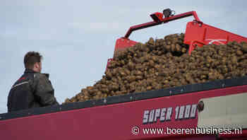 Fors kleinere oogst zet aardappelmarkt op scherp