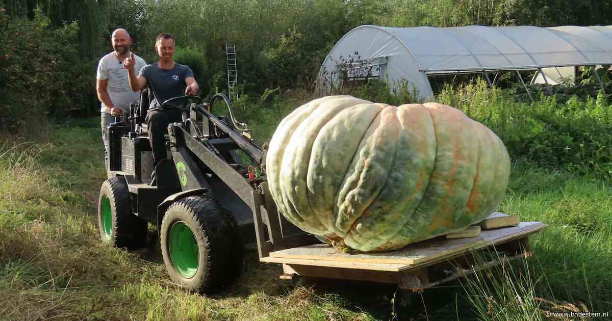 Iwan uit Leerdam kweekt wéér een reuzenpompoen, nu van 721 kilo: ‘Iedereen kan dit doen met goed zaad’