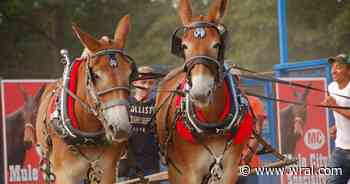 Benson's Mule Days returns for 77th year