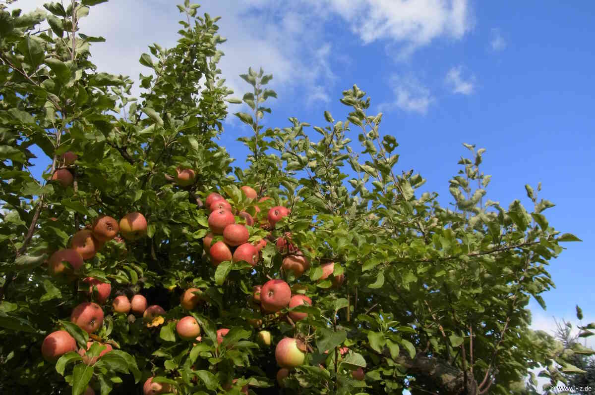 Auftakt am 3. Oktober: Das Ernte-Festival des BUND Leipzig startet in eine neue Runde