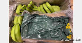 Douane onderschept bijna 2,4 ton cocaïne verstopt tussen bananen in Antwerpse haven