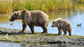 Fat Bear Week is back. And this year, it's all about the mamas