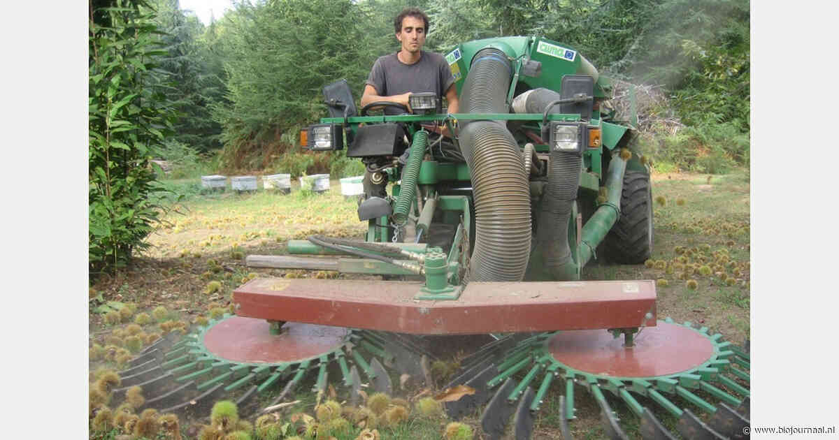 Odin belicht biologische kastanjes met mechanisch koud schilsysteem uit Frankrijk