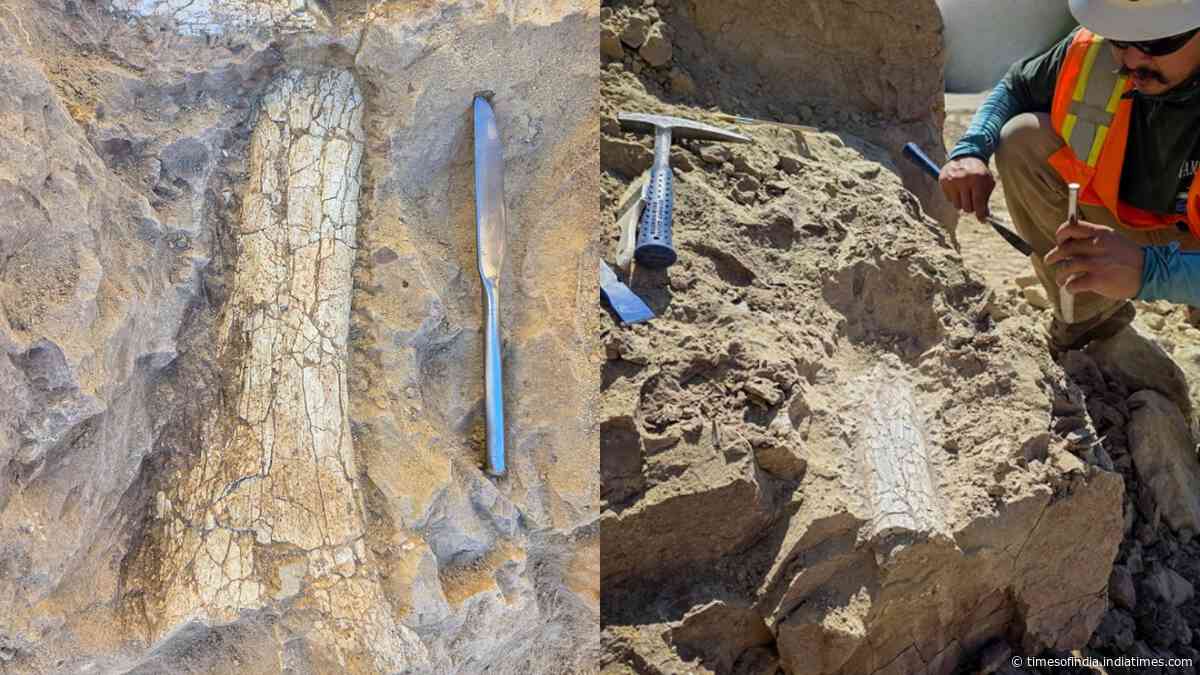 California crews uncover possible 45-million-year-old ‘thunder beast’ fossils in Oceanside