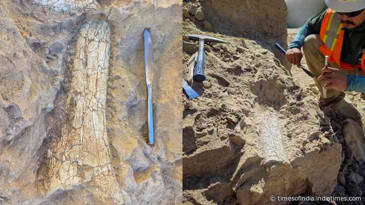California crews uncover possible 45-million-year-old ‘thunder beast’ fossils in Oceanside