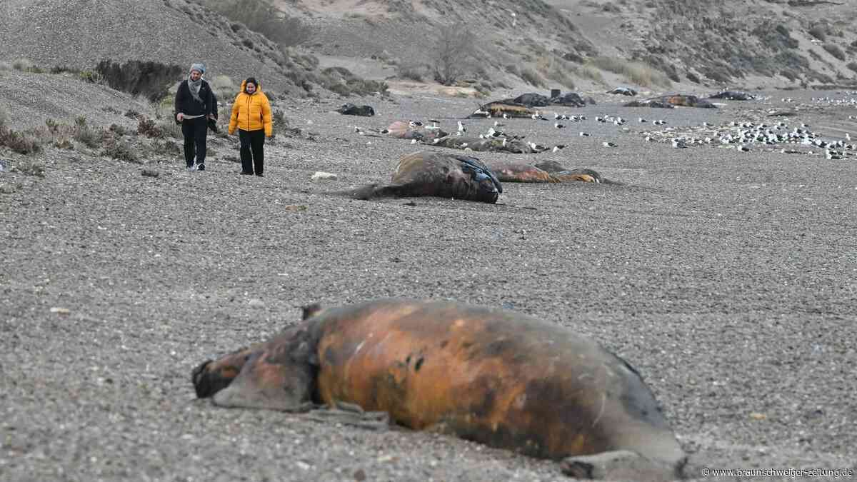 Schreckliche Entdeckung an Argentiniens Küste: Hunderte tote Walkälber