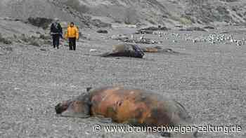 Schreckliche Entdeckung an Argentiniens Küste: Hunderte tote Walkälber