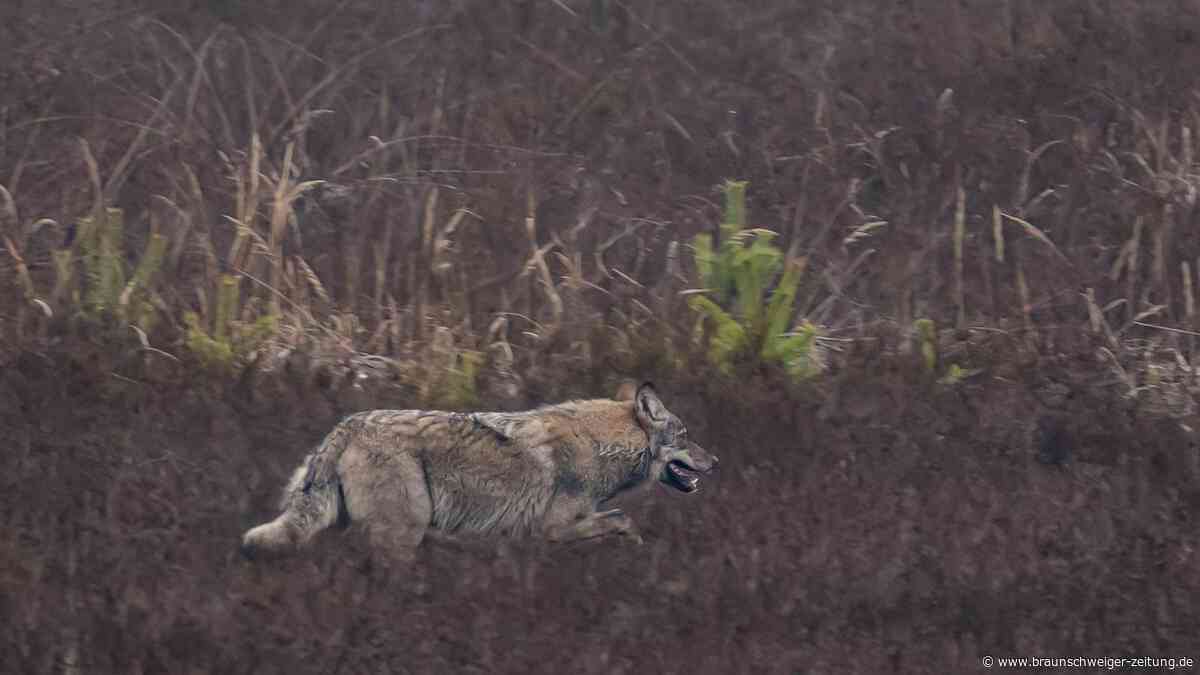 Eine Grußendorferin lüftet die Geheimnisse unserer Wälder – aktuelle Ausstellung