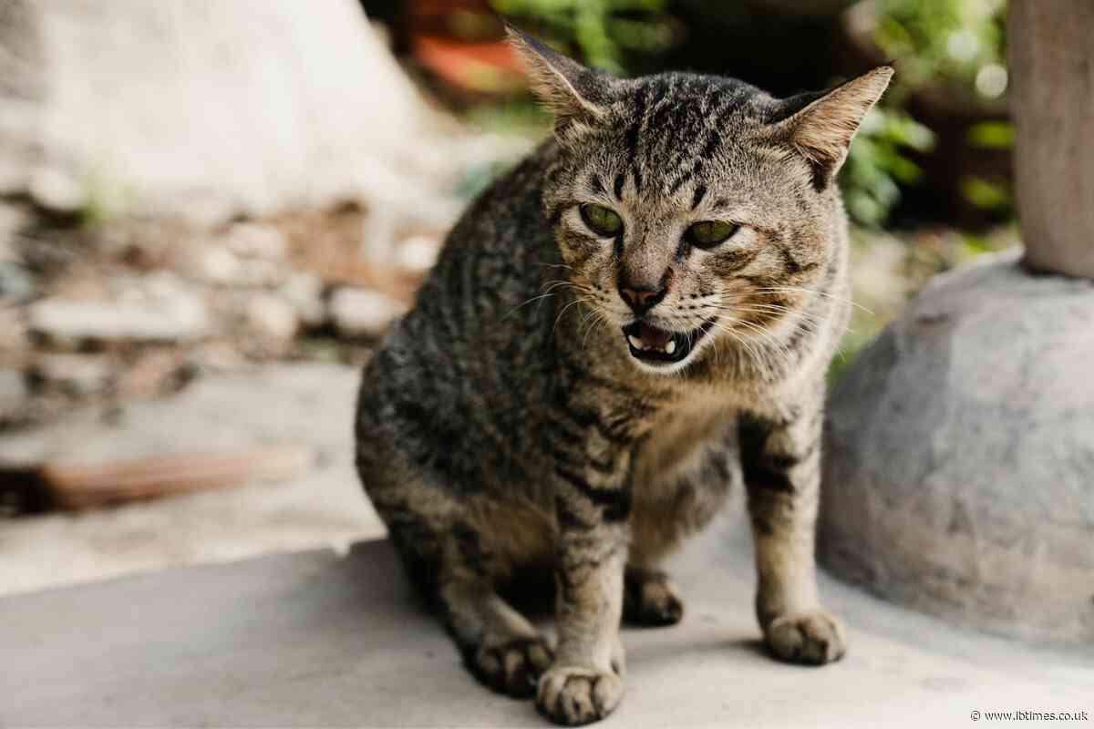 Milwaukee's Unexplained 'Screeching Bad Boy' Noise Leaves Residents Baffled and Cats 'Freaking Out'