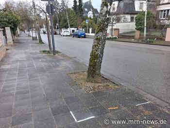 Landau – Nach dem Hitzesommer ist vor dem Hitzesommer – Stadt Landau entsiegelt rund 400 Quadratmeter Straßenraum und schafft mehr Platz für Bäume und Grün