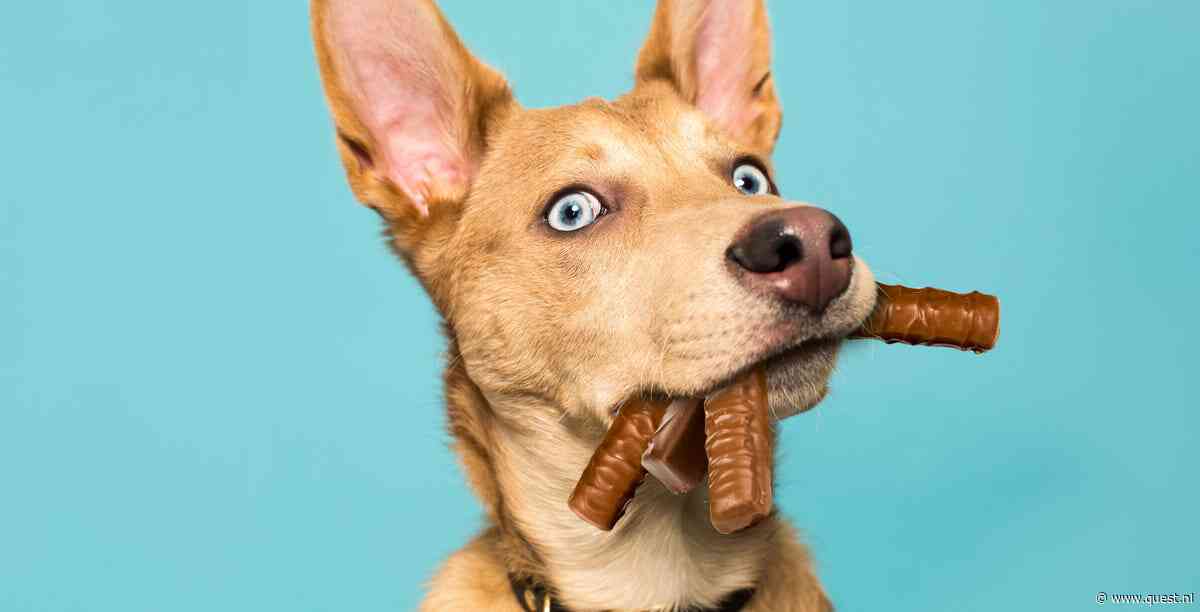 Kipfilet, chocola? Welke mensensnacks kunnen honden wél eten?