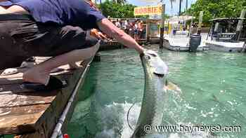 Hand feed leaping tarpon dockside at popular Robbie’s in Islamorada