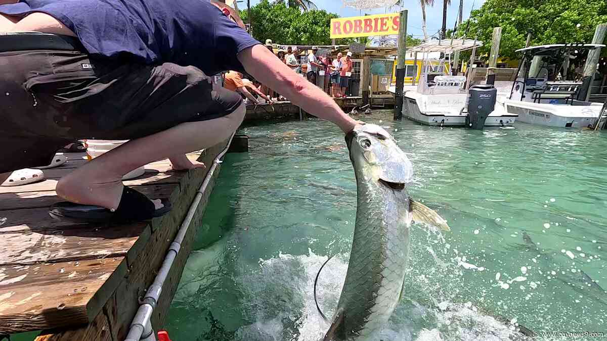 Hand feed leaping tarpon dockside at popular Robbie’s in Islamorada