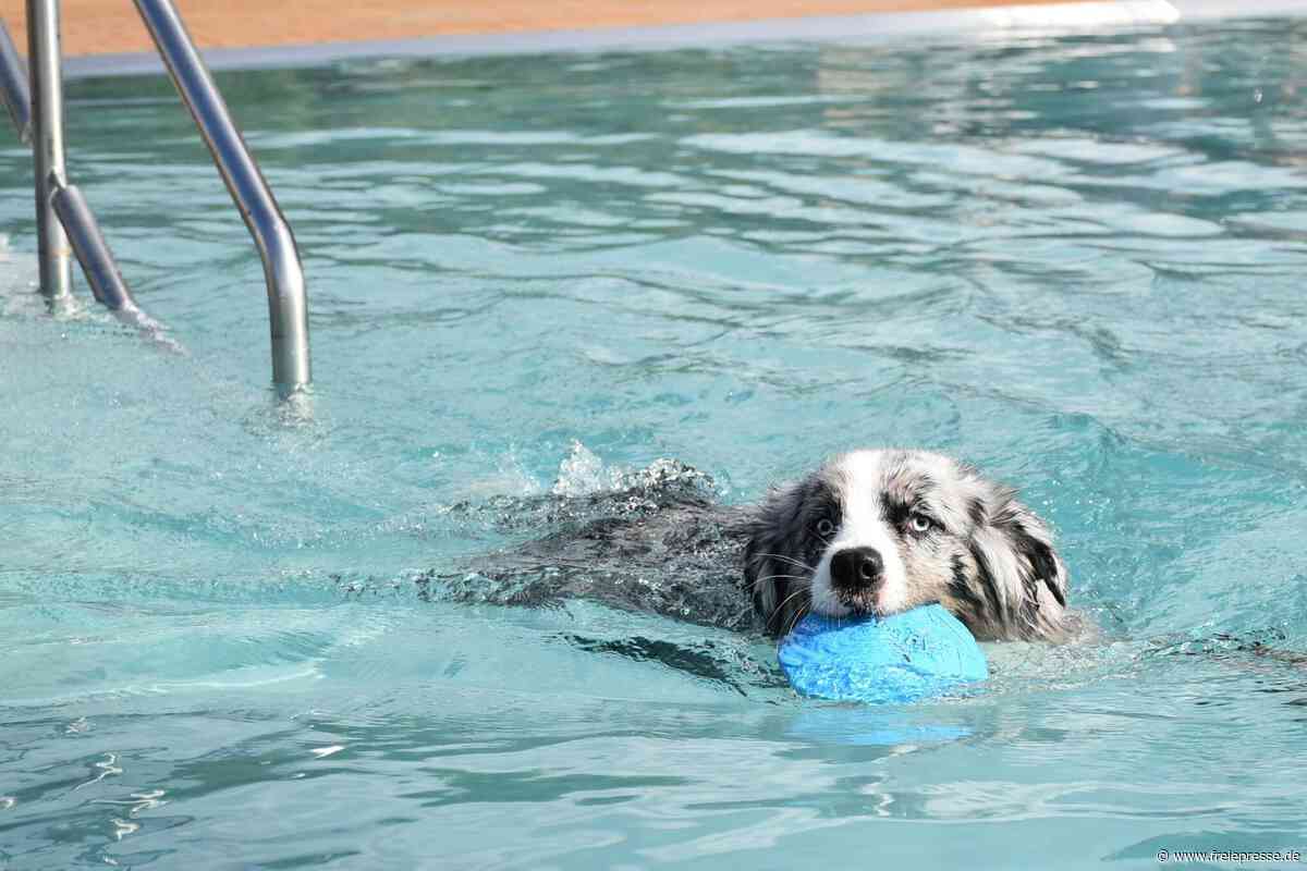 Limbach-Oberfrohna: Saisonfinale mit Hundespaß – so lief die Saison im viertbesten Freibad Sachsens
