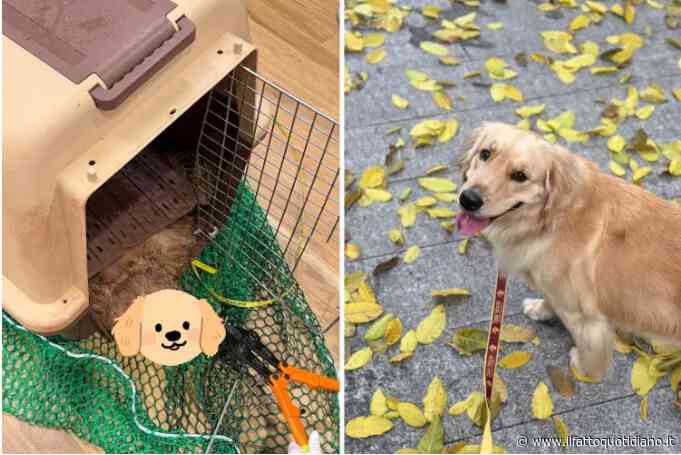“Vi ho consegnato la mia bimba viva. Voi mi avete restituito il suo corpo. Ho pagato 300 dollari per far volare il mio cane con me, voglio sapere cos’è successo”: la storia di Jennifer e della sua Bubble