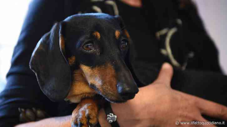 “È una truffa, vieni a cercarmi”: un finto venditore di cani tenta di raggirare un uomo di Roma con l’acquisto di un bassotto