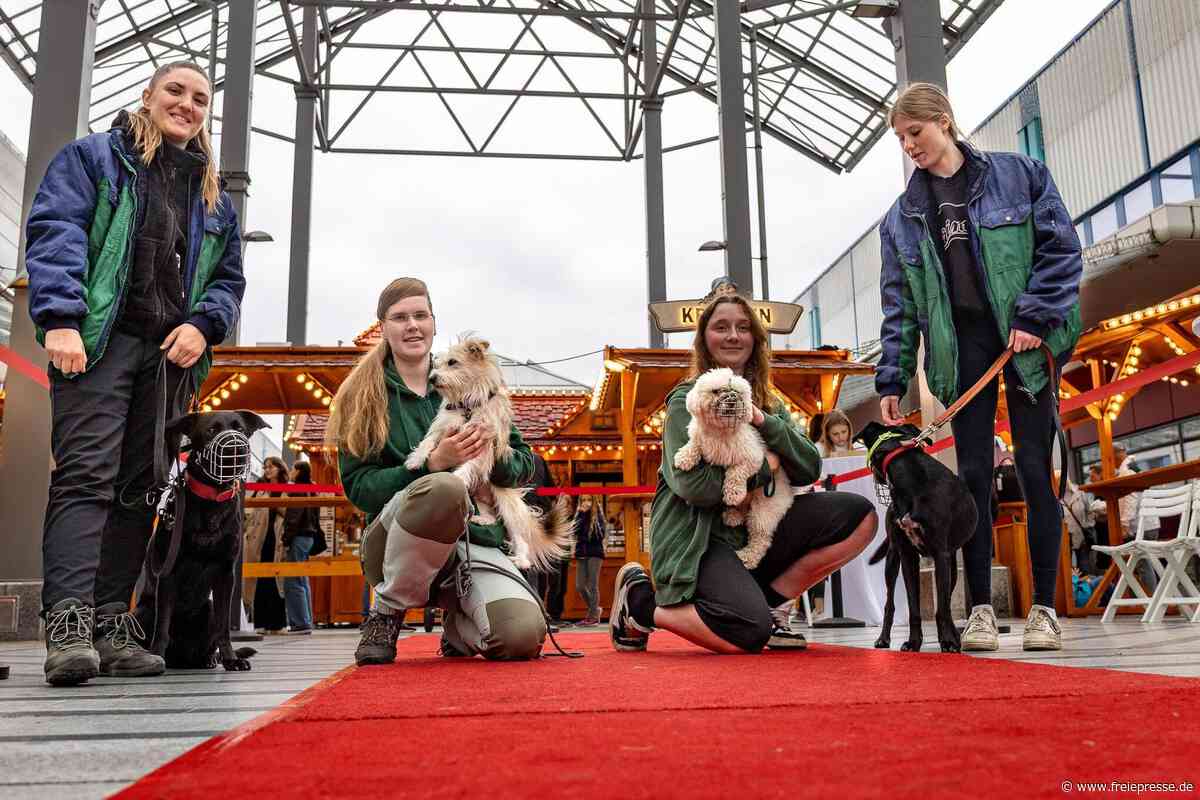 Tierschutzvereine stellen Tiere im Chemnitz-Center vor