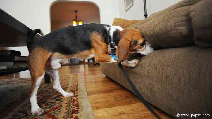 Inside the school where dogs learn to sniff out bed bugs and other pests