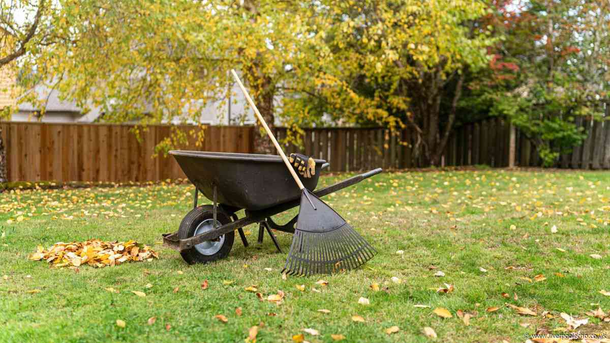 Gardeners encouraged to carry out 1 simple task in autumn for thicker lawns