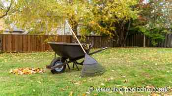 Gardeners encouraged to carry out 1 simple task in autumn for thicker lawns