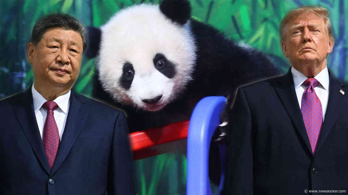 Speciaal vliegtuig, politie-escorte en een saluut met waterkanonnen: Xi hoopt met twee panda’s voor Trump goede sier te maken