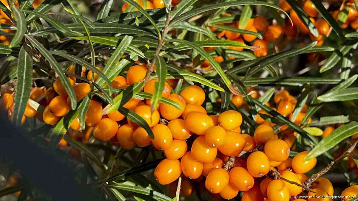 „Zitrone des Nordens“ auf dem Brot: Sanddorn-Marmelade ganz einfach selber machen